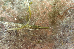 Syngnathus rostellatus