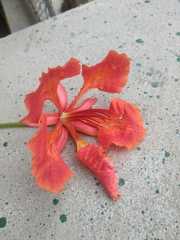 Delonix regia