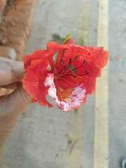 Delonix regia