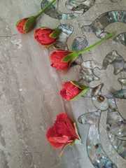 Delonix regia