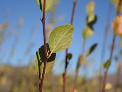Grewia vernicosa