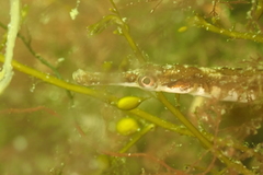 Syngnathus rostellatus