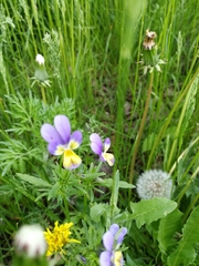 Viola tricolor