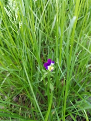 Viola tricolor