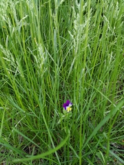 Viola tricolor