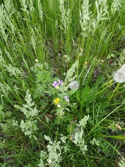 Viola tricolor