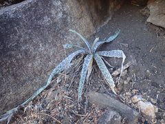 Ledebouria inquinata