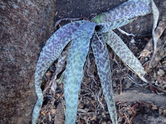 Ledebouria inquinata