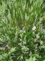 Viola tricolor