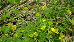 Ranunculus monophyllus