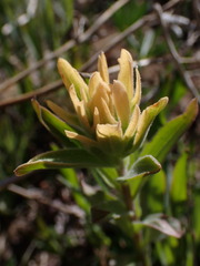 Castilleja christii