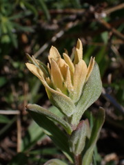 Castilleja christii