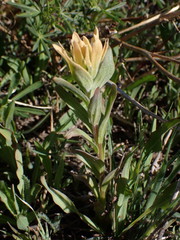 Castilleja christii