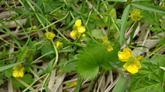 Ranunculus monophyllus