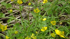 Ranunculus monophyllus