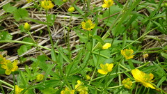 Ranunculus monophyllus