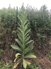 Verbascum thapsus