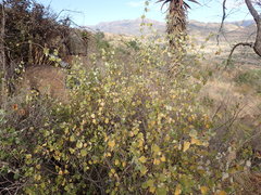 Triaspis glaucophylla