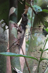 Acanthosaura phuketensis