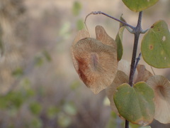 Triaspis glaucophylla