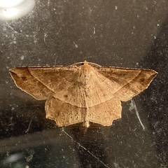 Euchlaena tigrinaria