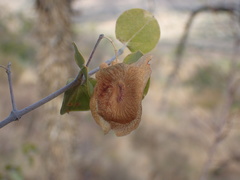 Triaspis glaucophylla