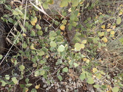 Triaspis glaucophylla