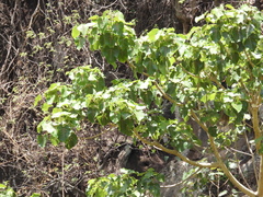 Ficus petiolaris