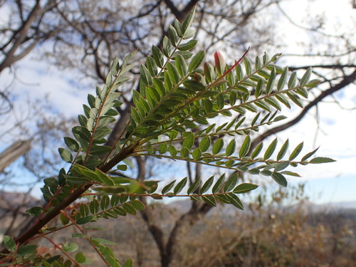 Image of Kirkia wilmsii by (c) Mahomed Desai, some rights reserved (CC BY)