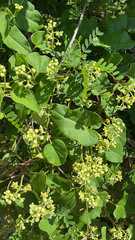 Cynanchum racemosum