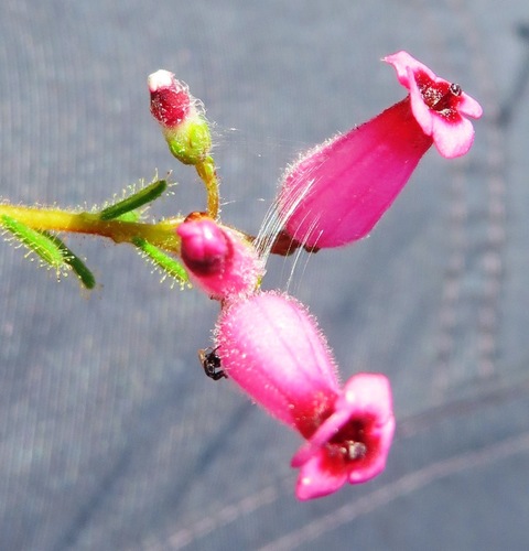 Image of Erica glutinosa by (c) linkie, some rights reserved (CC BY)