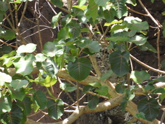 Ficus petiolaris