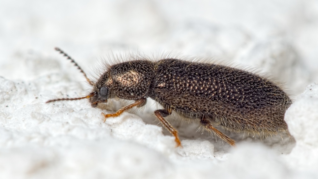 Rhadalidae