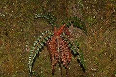 Polystichum acanthophyllum