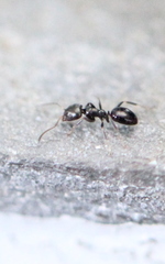 Ochetellus glaber