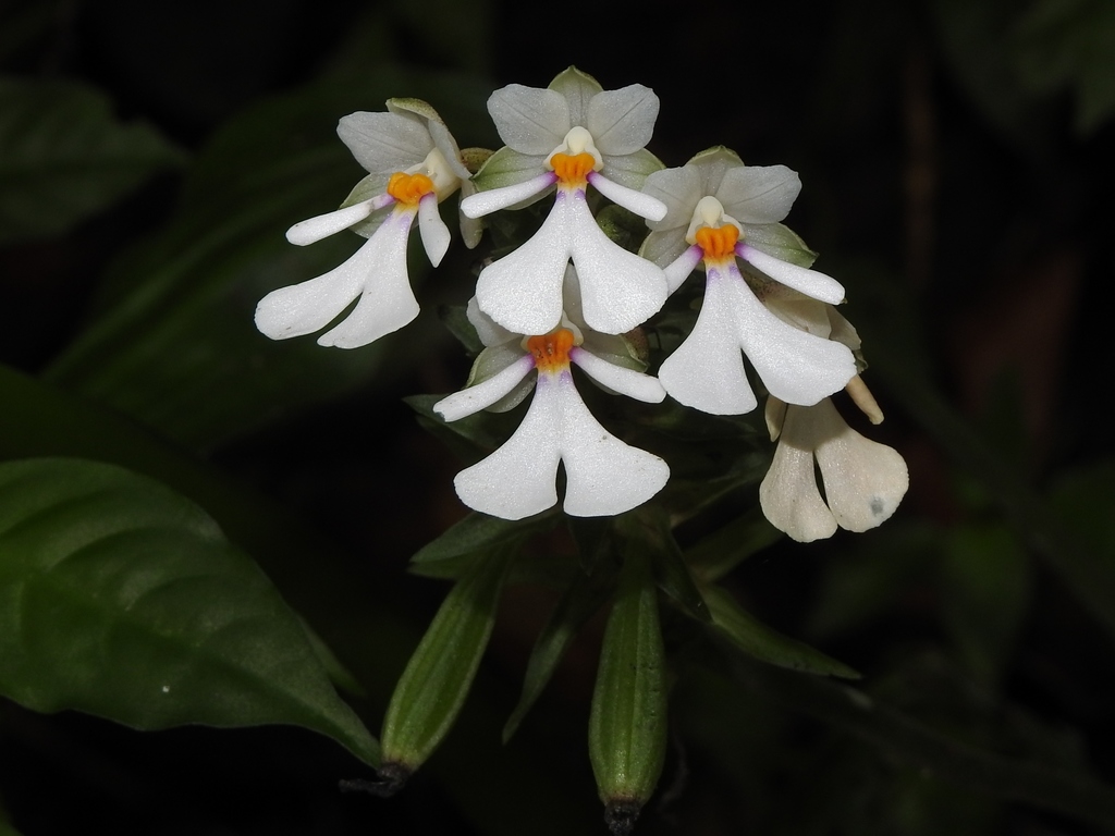 Calanthe alismifolia
