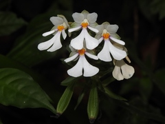 Alisma-leaved Calanthe (Calanthe alismifolia)