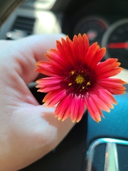 Gaillardia amblyodon