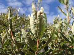 Ozoroa sphaerocarpa