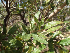 Ozoroa sphaerocarpa
