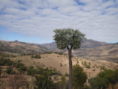 Cussonia paniculata