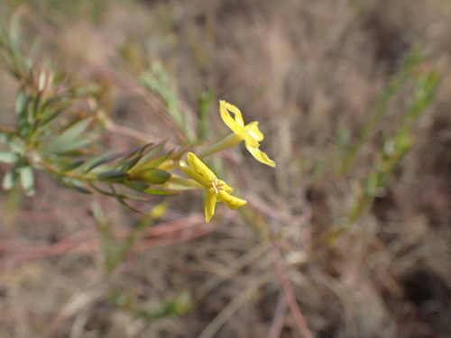Image of Lasiosiphon afer by (c) Mahomed Desai, some rights reserved (CC BY)