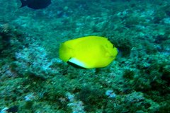 Apolemichthys trimaculatus