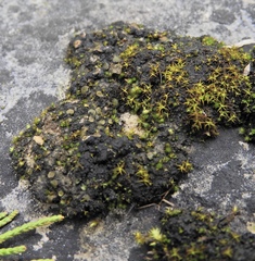 Placidium squamulosum