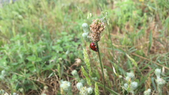 Coccinella septempunctata