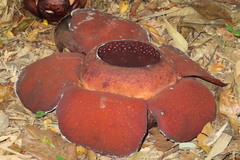 Rafflesia kerrii
