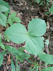 Trillium grandiflorum