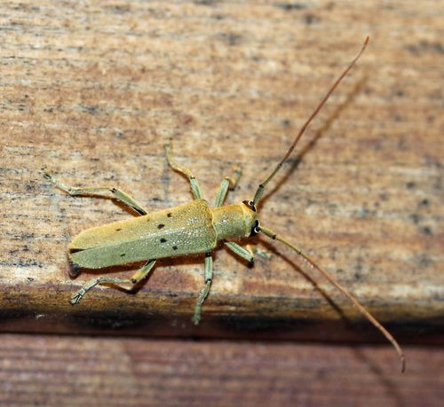 Linden Borer photo 3