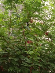 Aves