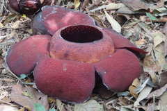 Rafflesia kerrii